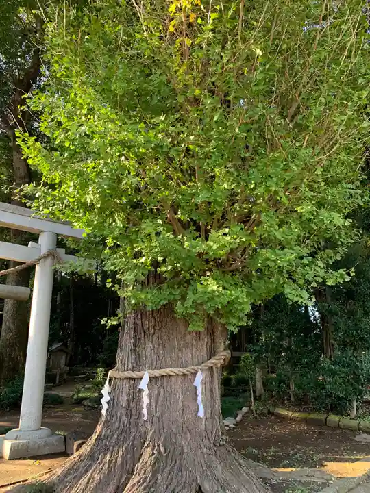 弓田香取神社の自然