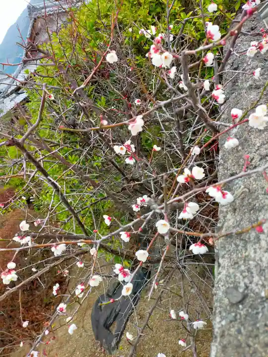 浄教寺(和歌山県)