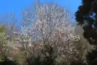 照日神社の自然