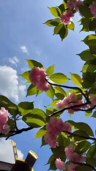 東京大神宮(東京都)