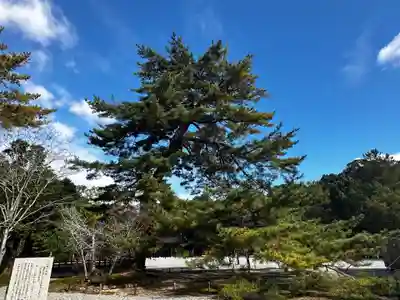 橿原神宮(奈良県)