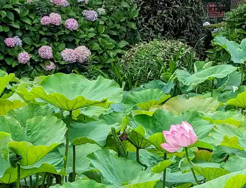 寛永寺不忍池弁天堂(東京都)