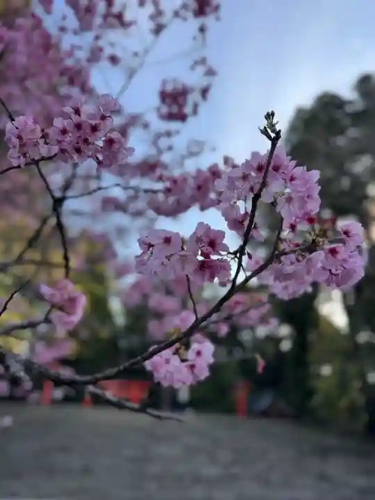 霧島神宮(鹿児島県)