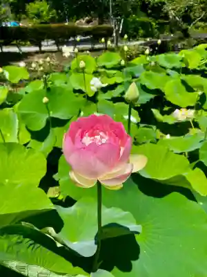 大徳寺(宮城県)