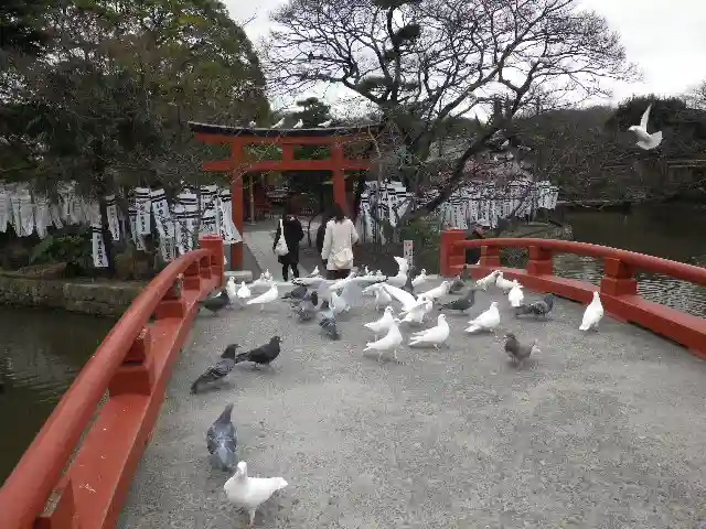鶴岡八幡宮の動物