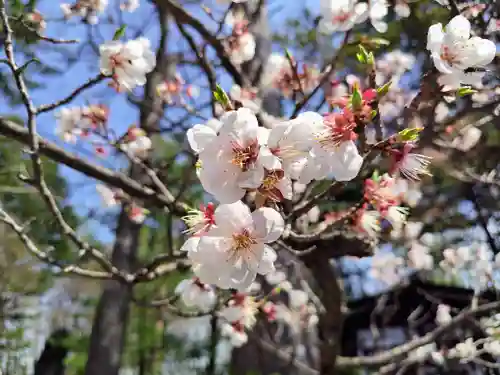 上川神社の自然