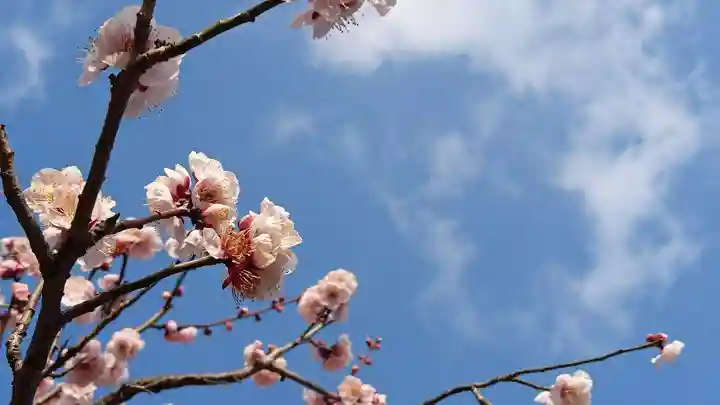 北野天満宮の自然
