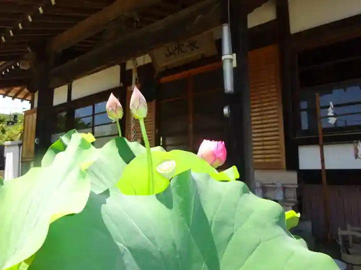 伊勢原 法泉寺の自然