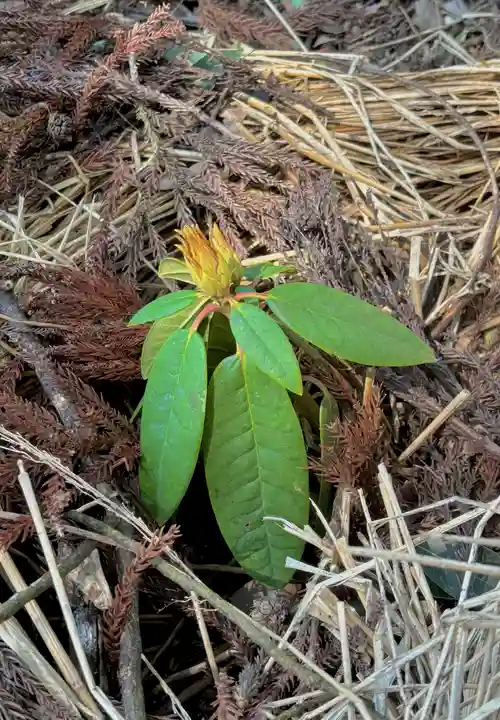 蚊里田八幡宮(長野県)