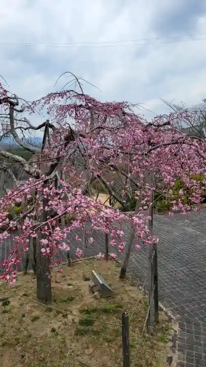 千光寺の{uncategorized: "未分類", other: "その他", undefined: "問題あり", building: "その他建物", grave: "お墓", sacred_gate: "鳥居", guardian: "狛犬", statue: "像", buddha: "仏像", history: "歴史", nature: "自然", garden: "庭園", animal: "動物", pagoda: "塔", temizu: "手水舎", mountain_gate: "山門・神門", sanctuary: "本殿・本堂", subordinate: "末社・摂社", art: "芸術", scenery: "景色", jizo: "地蔵", ema: "絵馬", goshuin: "御朱印", omikuji: "おみくじ", items: "授与品その他", amulet: "お守り", goshuincho: "御朱印帳", eats: "食事", festival: "お祭り", votive_dance: "神楽", shichigosan: "七五三参", wedding: "結婚式", experience: "体験その他", initially: "初詣", around: "周辺", anti_infection: "感染症対策"}