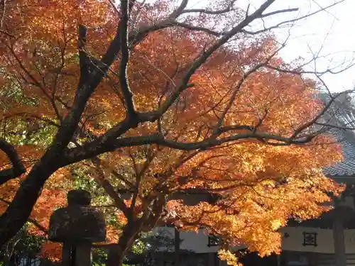 安國論寺(安国論寺)の自然