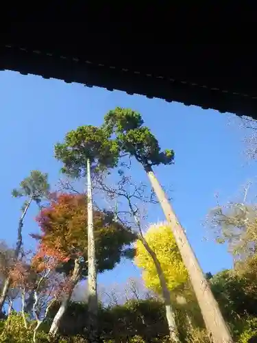 長谷寺の自然