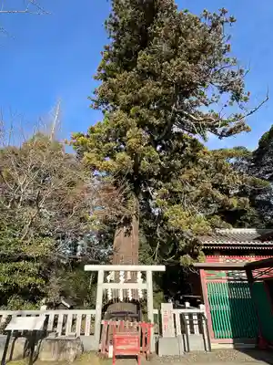 大杉神社(茨城県)