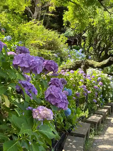 本土寺(千葉県)