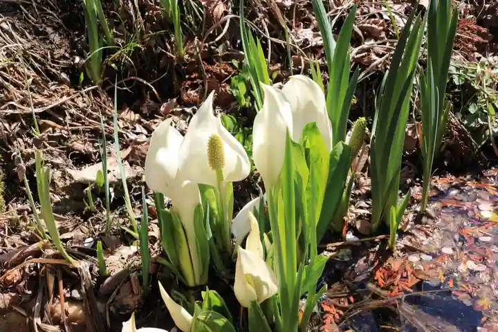 鹿島大神宮の自然