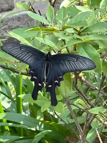 鳴尾八幡神社の動物