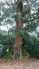 深田部神社の自然