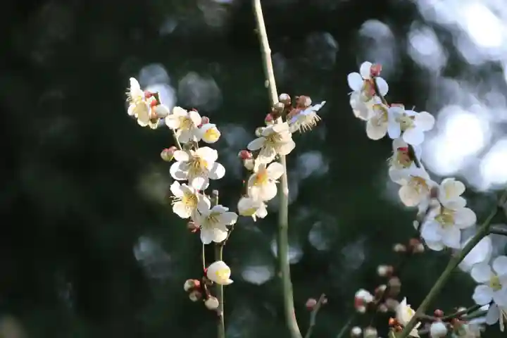 豊景神社の庭園