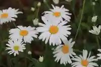阿久津「田村神社」(郡山市阿久津町)旧社名:伊豆箱根三嶋三社の庭園