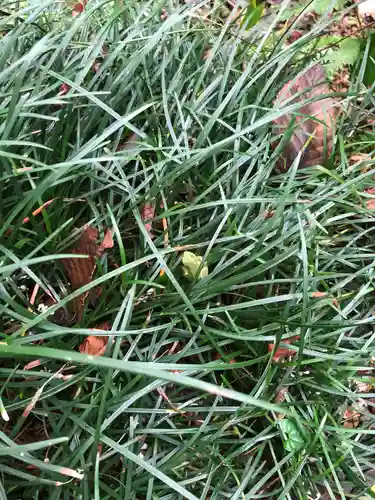 事任八幡宮の動物