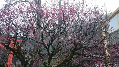 賀茂御祖神社（下鴨神社）の自然