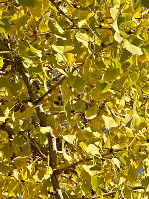 本願寺（西本願寺）(京都府)