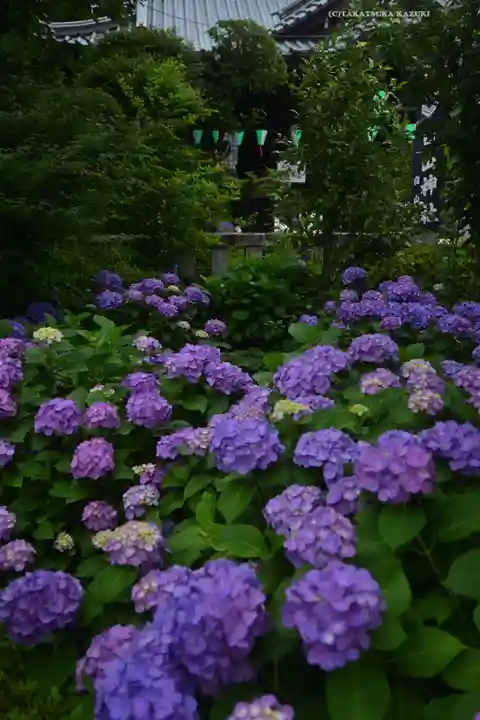 白山神社(東京都)