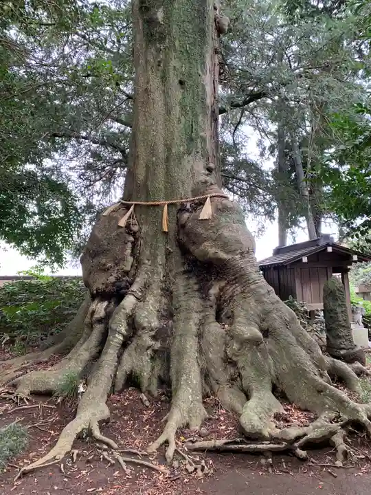 沓掛香取神社の自然