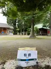 有鹿神社(神奈川県)