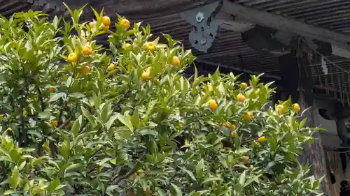 日吉大社　宇佐宮(滋賀県)