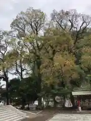 八坂神社の自然