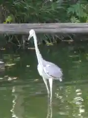 亀戸天神社の動物