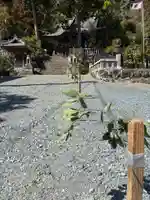 飯田八幡神社(埼玉県)