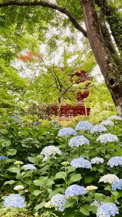 長谷寺(奈良県)