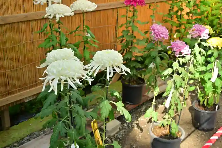 彌彦神社(新潟県)