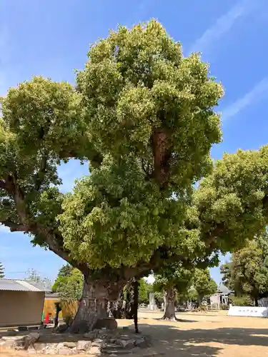 金倉寺(香川県)