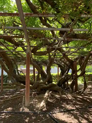 太巌寺（ふじの寺）(三重県)