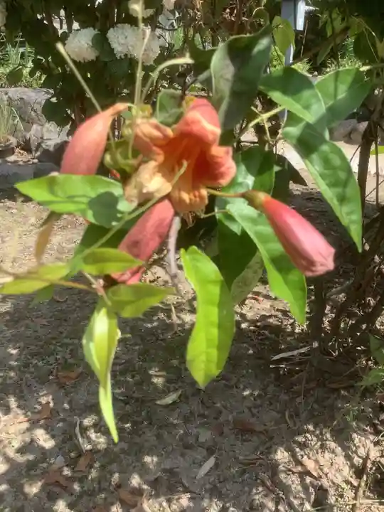 慈光院(曼陀羅寺塔頭)の自然