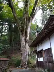 丹生川上神社（下社）の自然