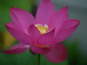 極楽山 浄土寺の自然(2021年07月07日(水) 07時29分06秒投稿)