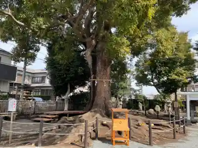 日々神社の自然