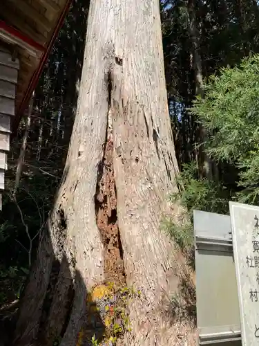 吉野八幡神社の自然