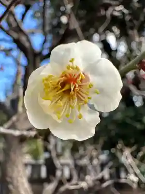 布多天神社(東京都)