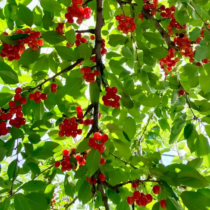 座光如来寺(元善光寺)(長野県)