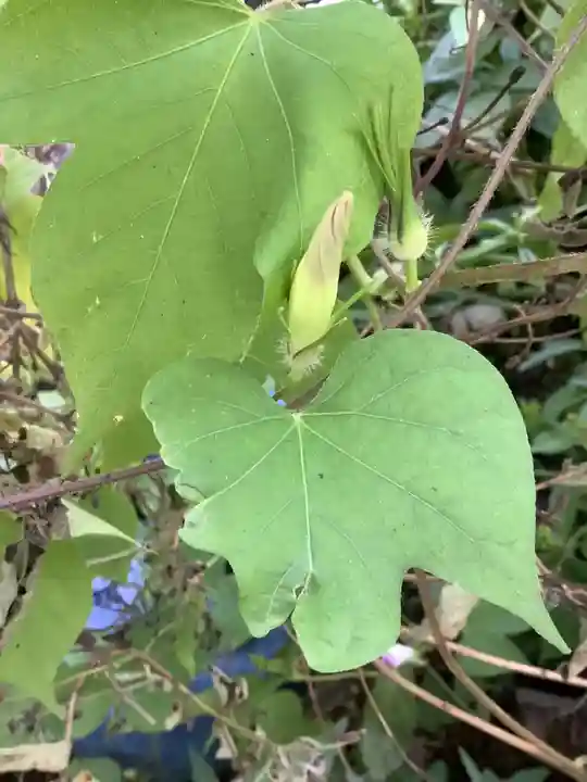 三輪神社の自然