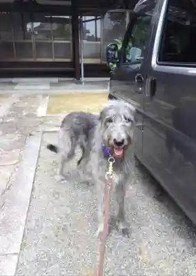 浄土真宗本願寺派宗光山教順寺の動物