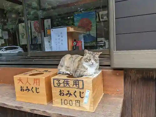 柏井八幡社のおみくじ