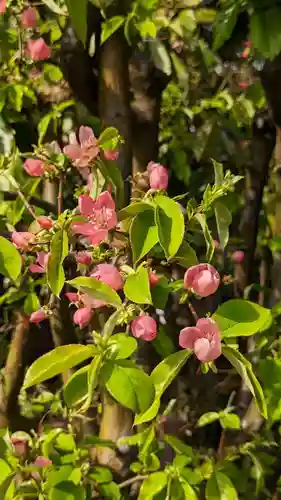 元祇園梛神社・隼神社(京都府)