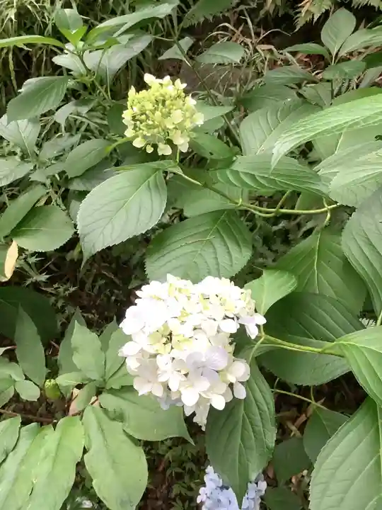 尾州内津妙見寺の自然