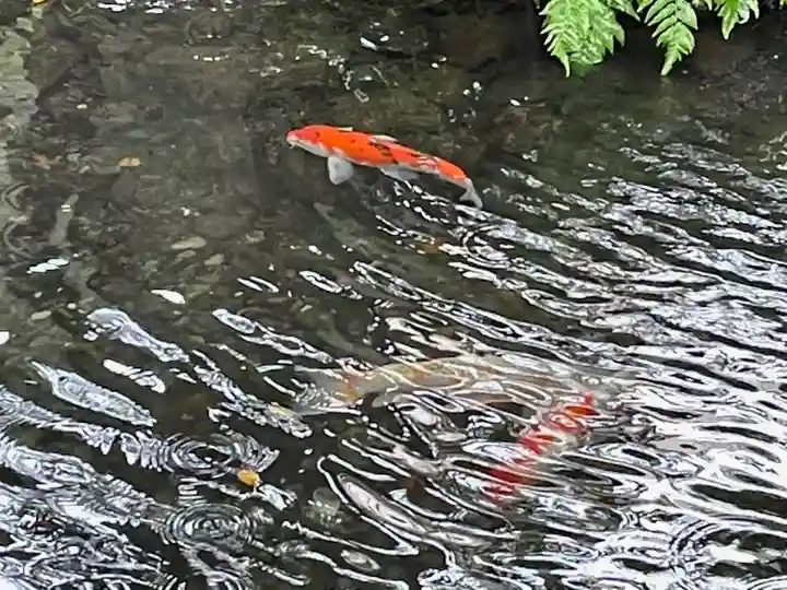 秩父今宮神社の動物